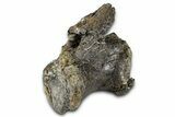 Fossil Sauropod Dinosaur Caudal Vertebra - Wyoming #377929-4